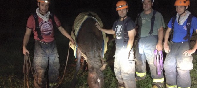 Equipo de Rescate Técnico logra rescatar con vida a equino desde lecho de río